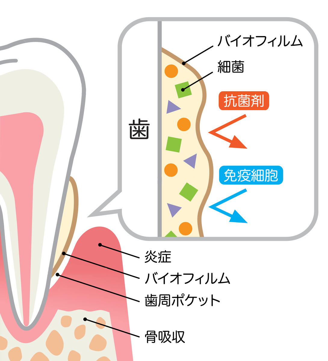 バイオフィルムの説明画像